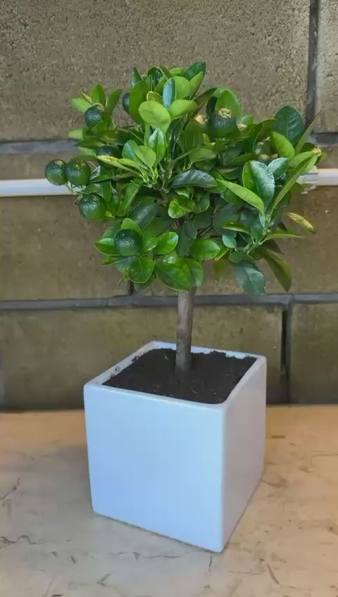 Pianta di Calamondino in Vaso – Agrume Ornamentale e Fruttifero Prodotto in Sicilia