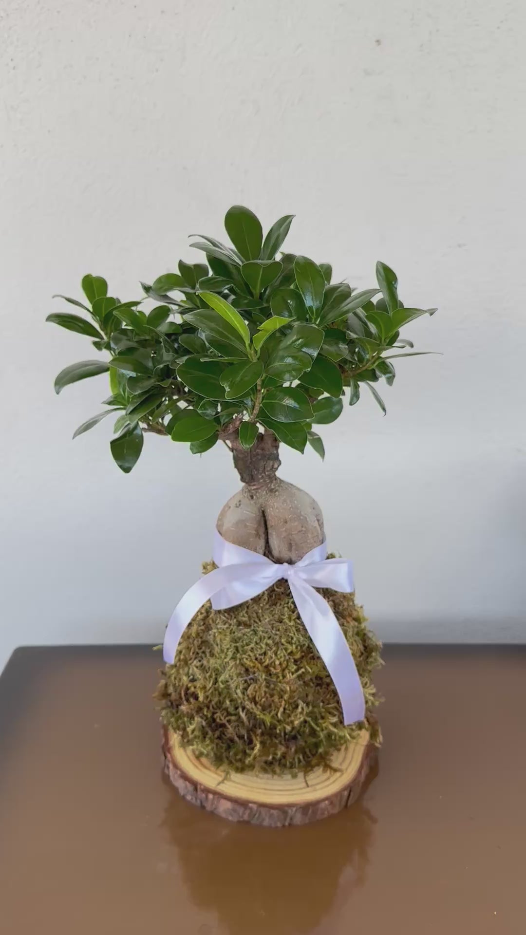 Kokedama di Ficus Ginseng Microcarpa