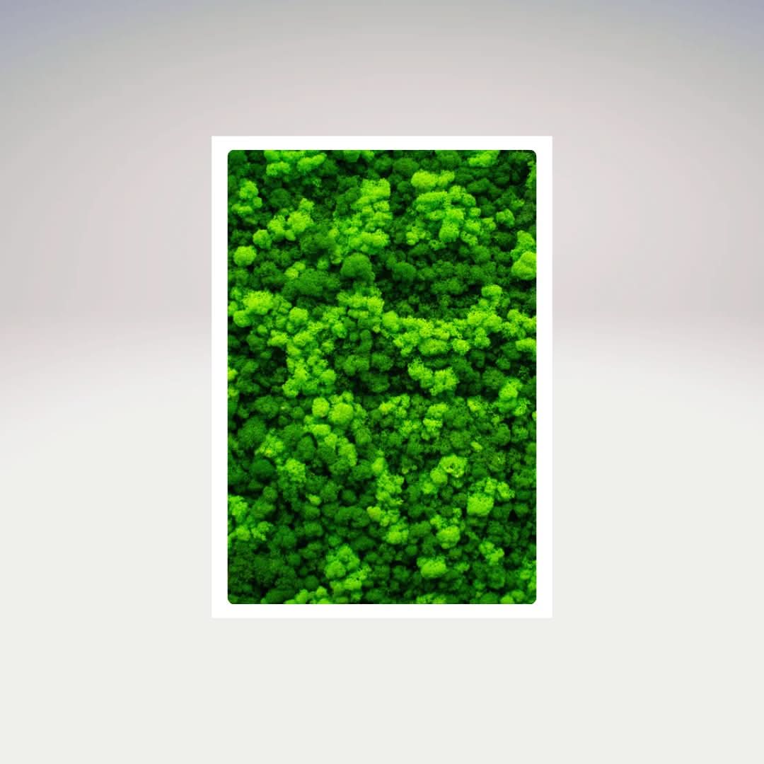 Quadri Rettangolari di Muschio e Lichene