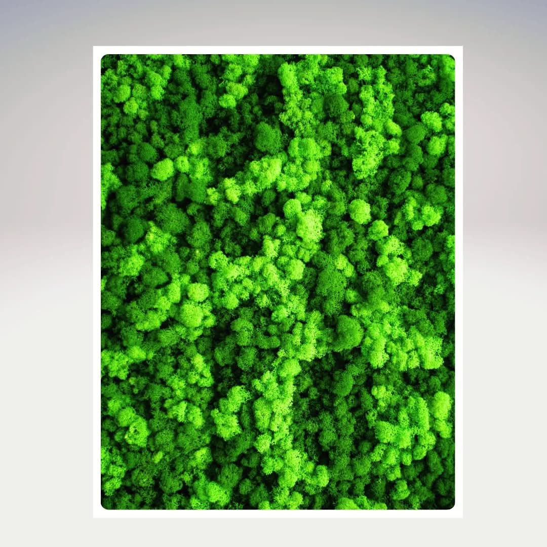 Quadri Rettangolari di Muschio e Lichene