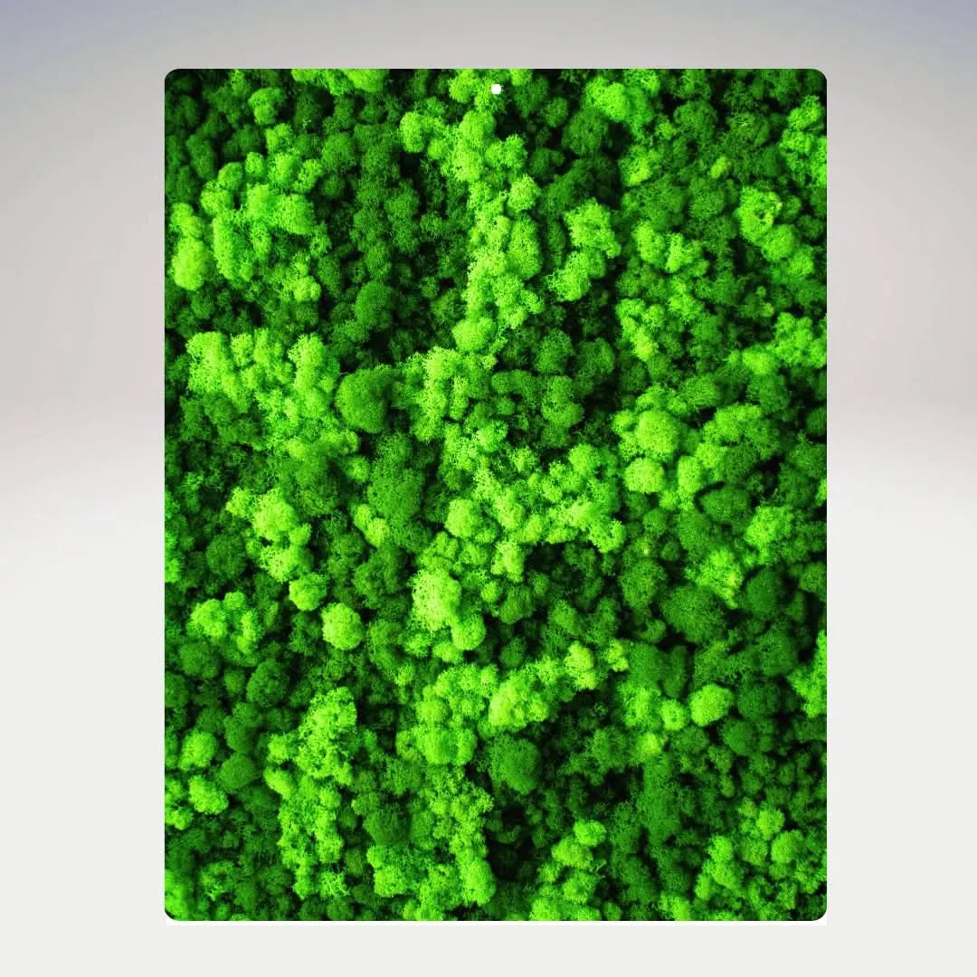 Quadri Rettangolari di Muschio e Lichene