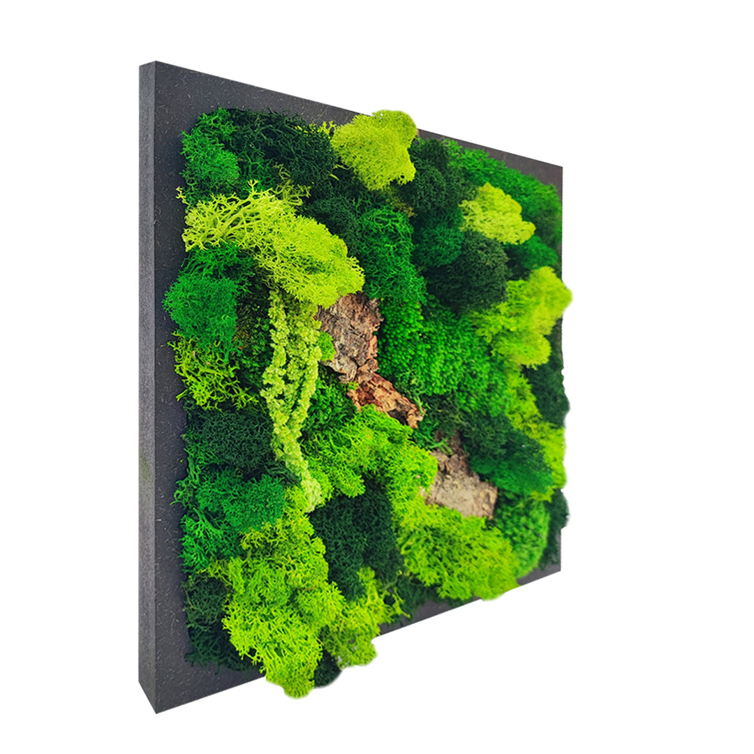 Quadro di Muschio e Licheni Stabilizzati 30x30 cm