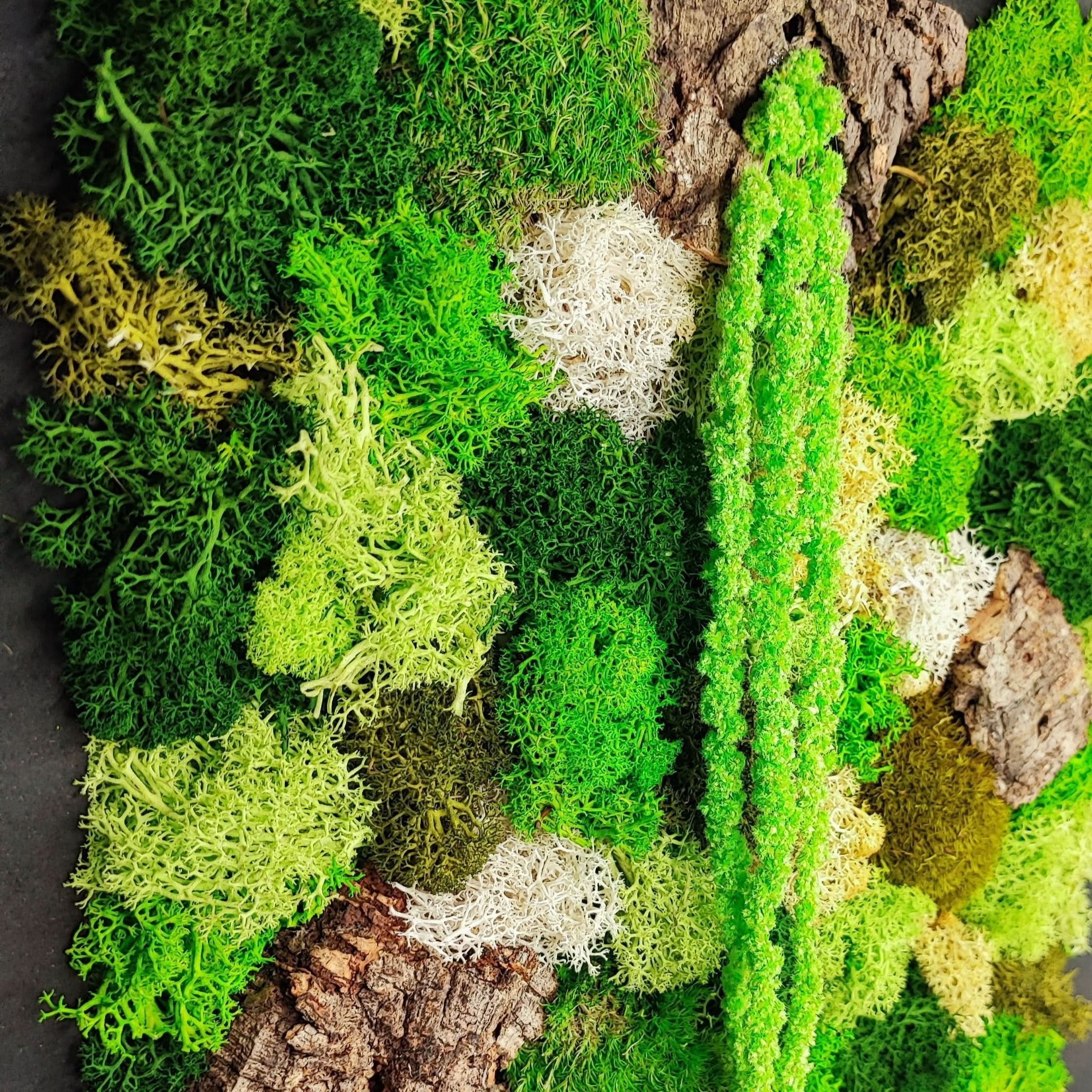 Quadro Rettangolare di Muschio e Licheni Stabilizzati "EcoMosaico" dimensioni  35x50