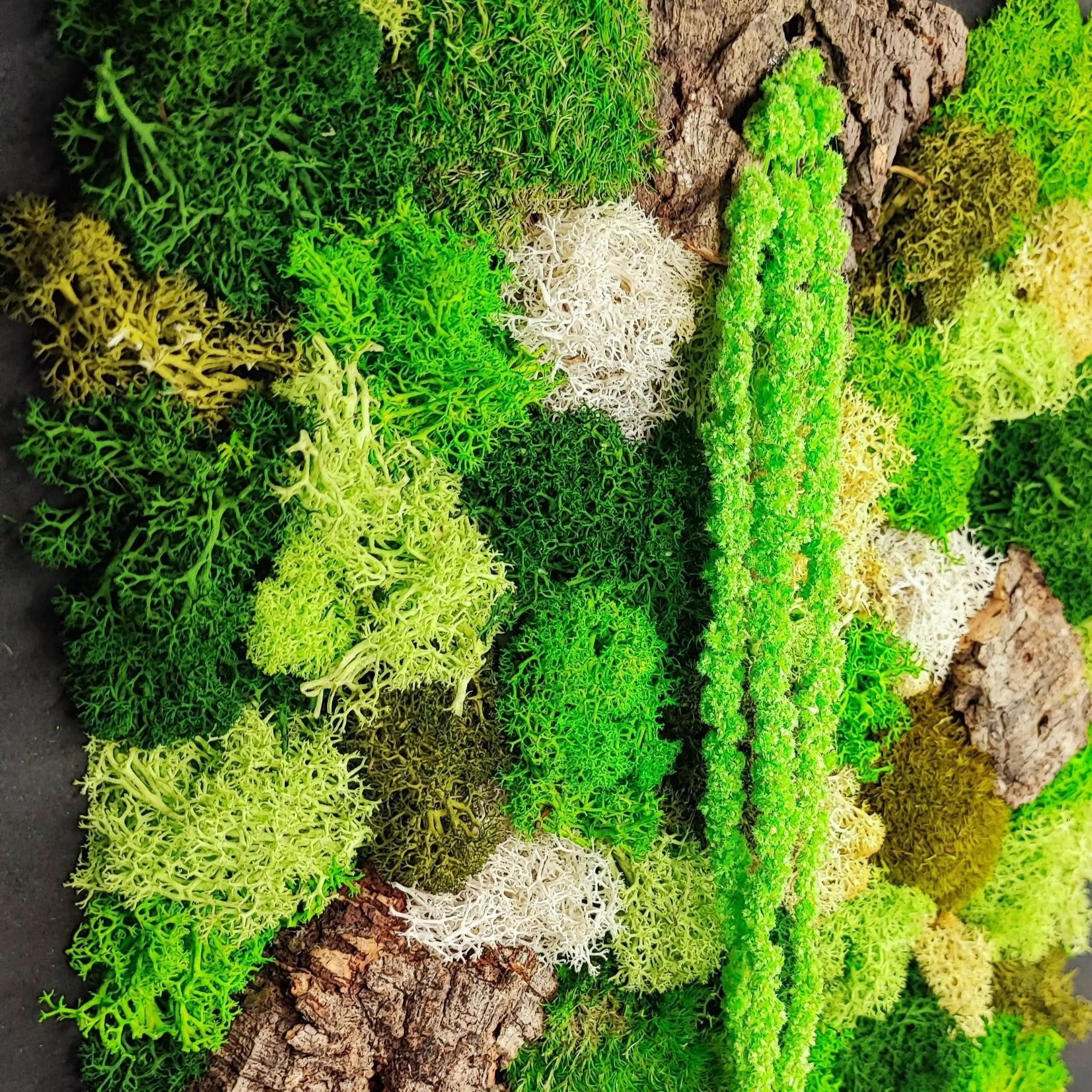 Quadro in Muschio e Licheni Stabilizzati 35x50 cm – EcoMosaico | Made in Italy