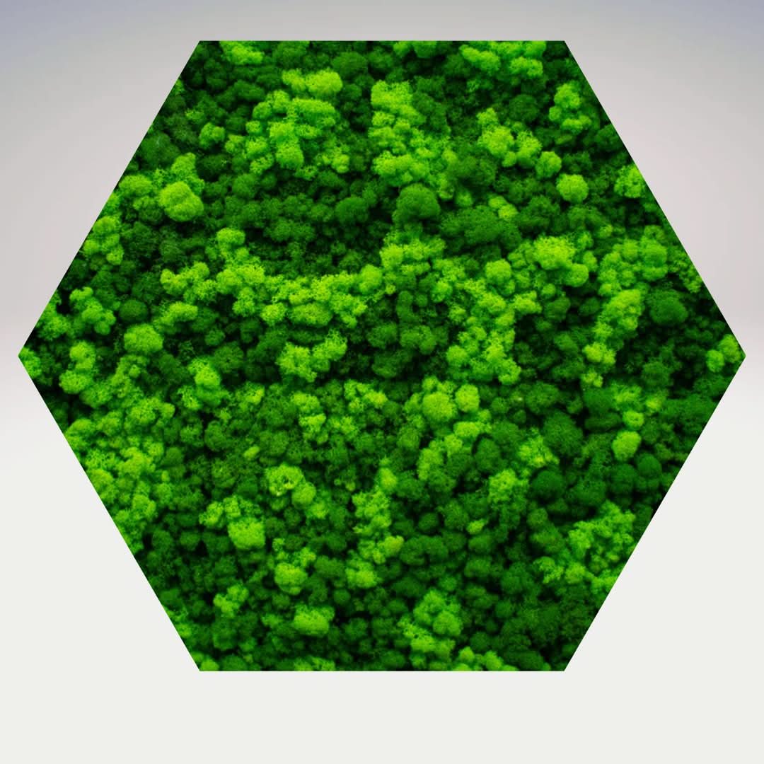 Quadro verde preservato Esagono Viridem