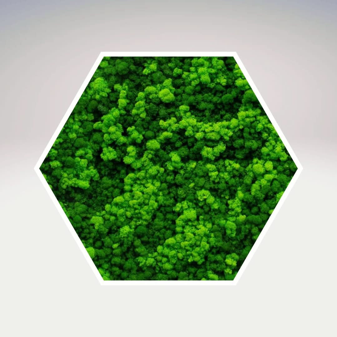 Quadro verde preservato Esagono Viridem