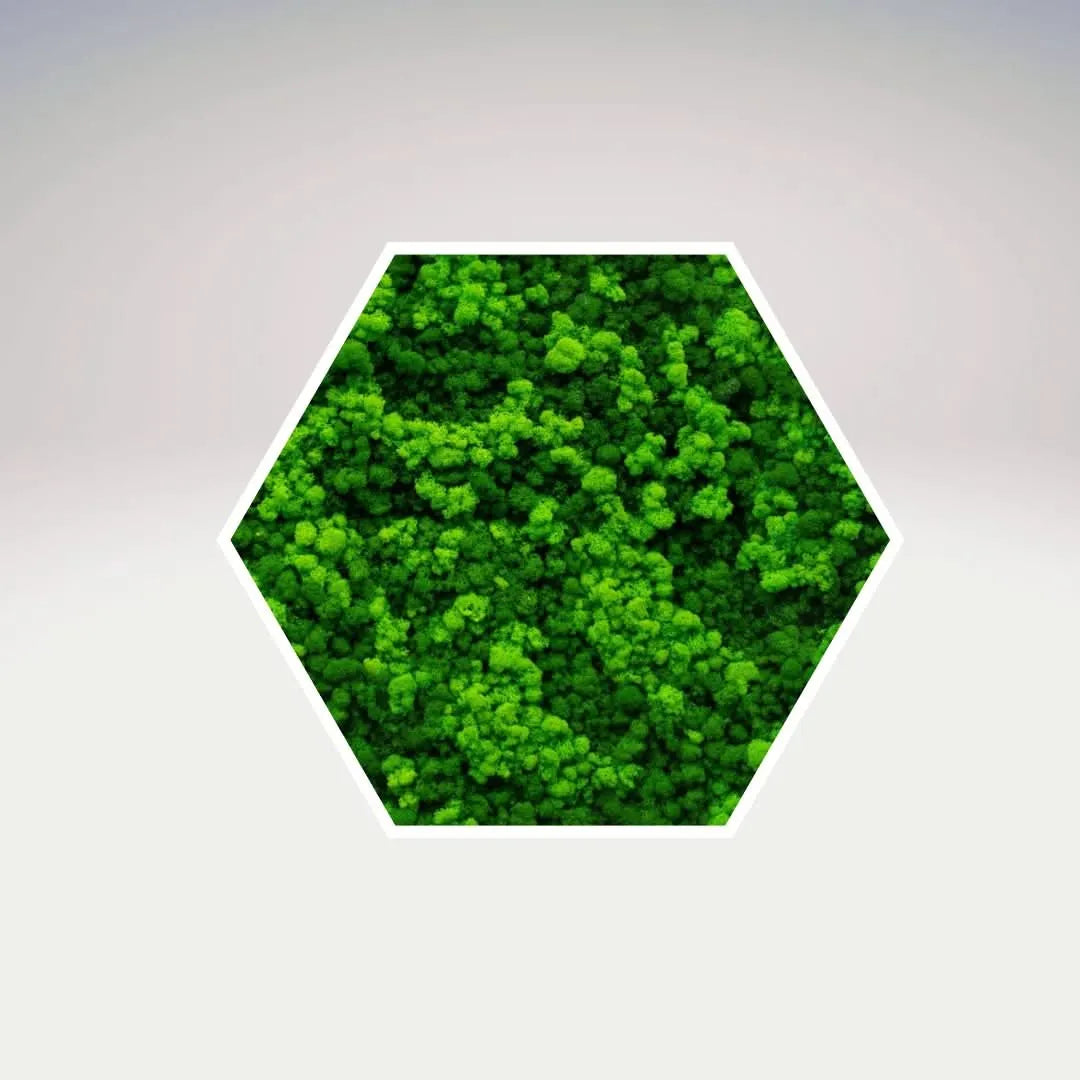 Quadro verde preservato Esagono Viridem