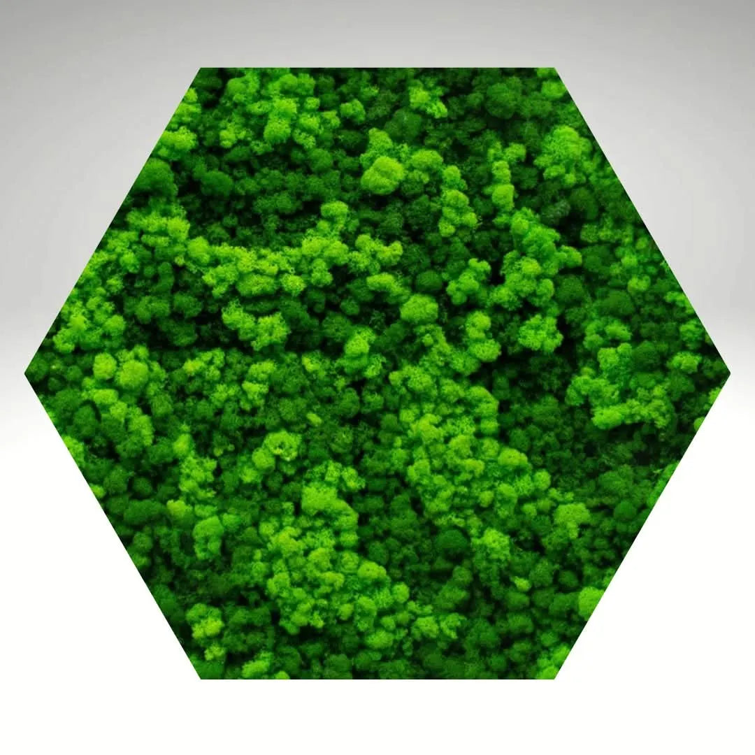 Quadro verde preservato Esagono Viridem