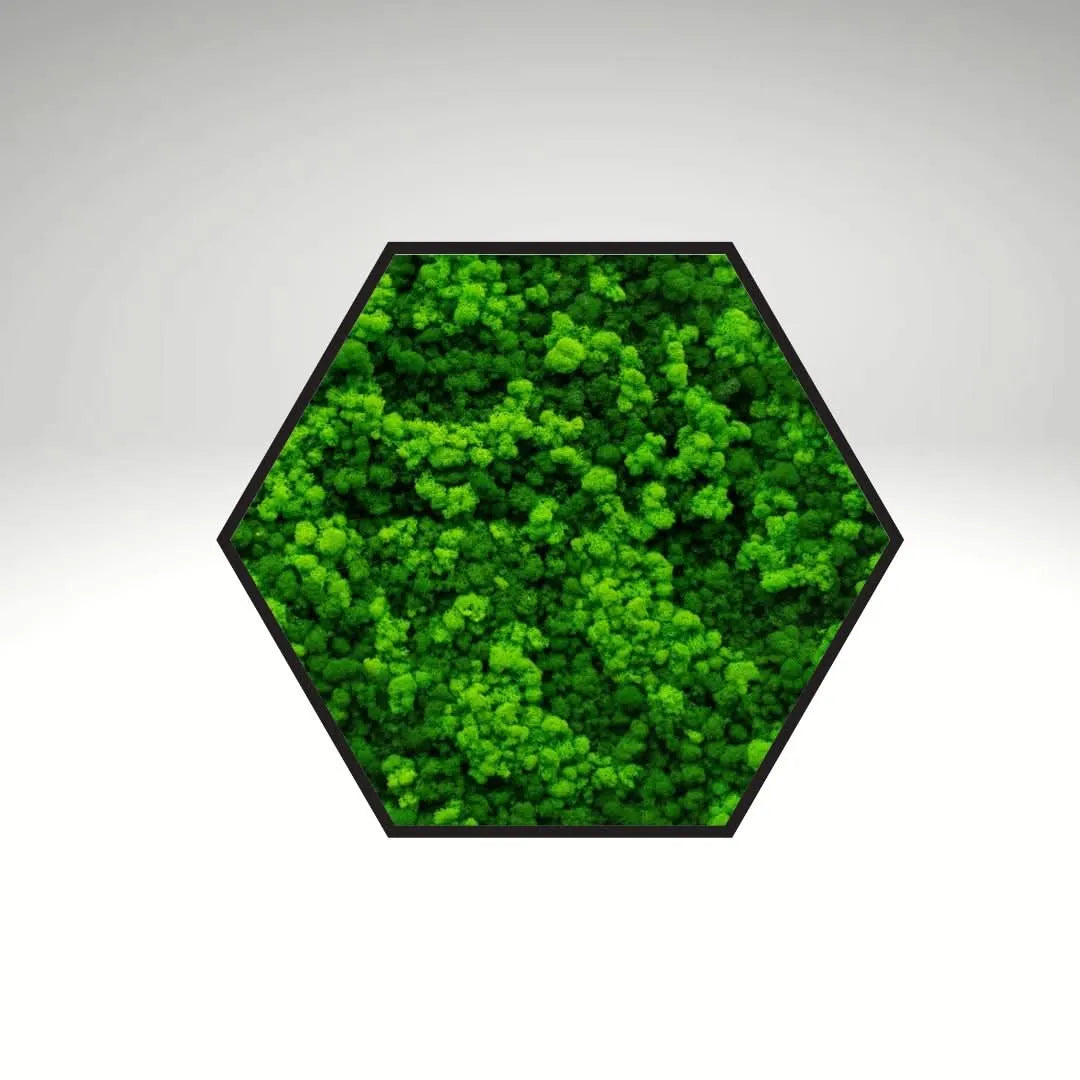 Quadro verde preservato Esagono Viridem