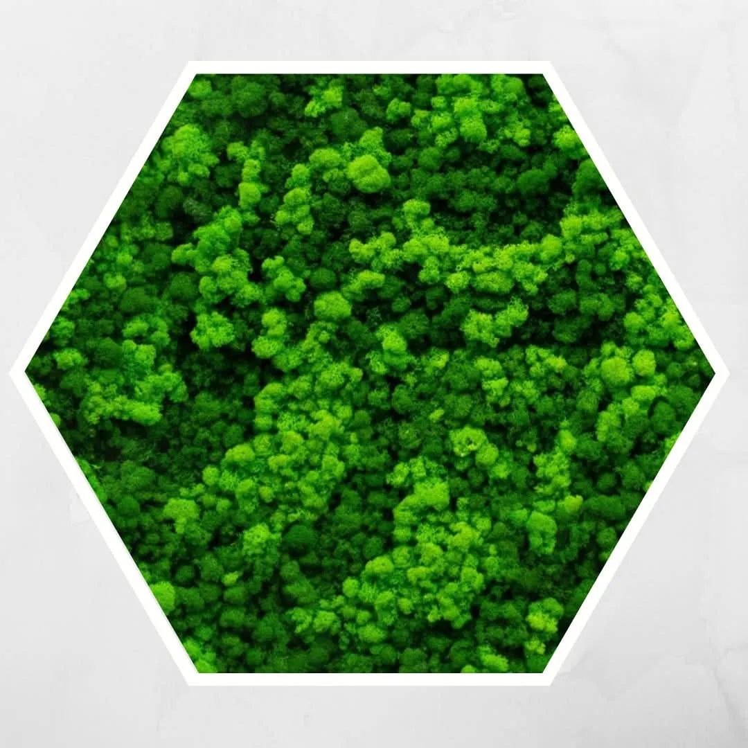 Quadro verde preservato Esagono Viridem