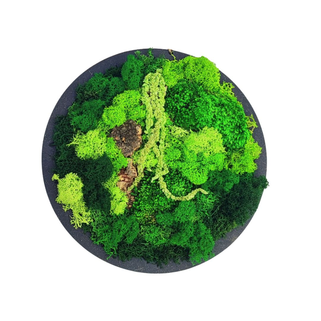 Quadro Tondo di verde stabilizzato di muschi e licheni 30 cm.