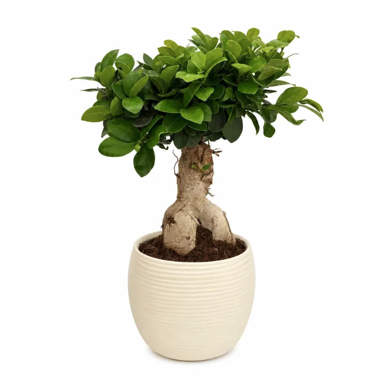 Bonsai ficus ginseng in vaso ceramicaSally D.17 H.40 cm
