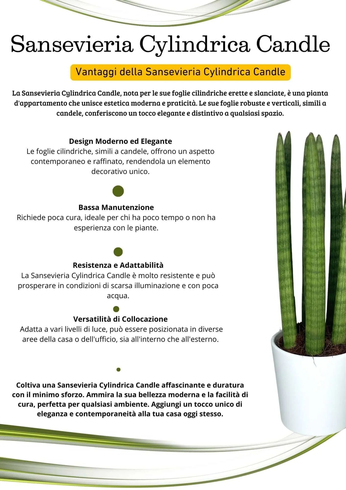 Sansevieria Cylindrica Candle – Pianta da Appartamento in Vaso Ceramica 11 cm | Altezza 35 cm