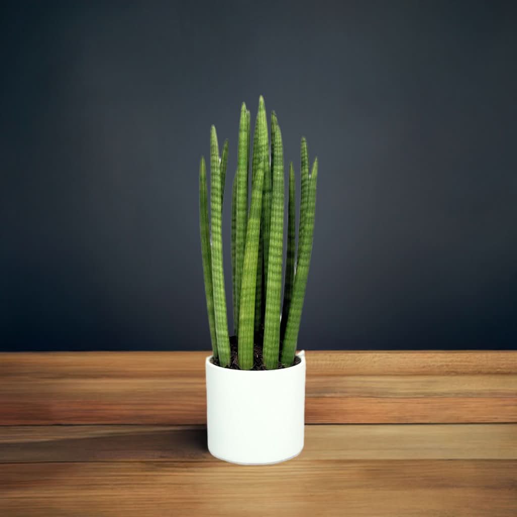 Sansevieria Cylindrica Candle - Altezza Pianta 65 cm