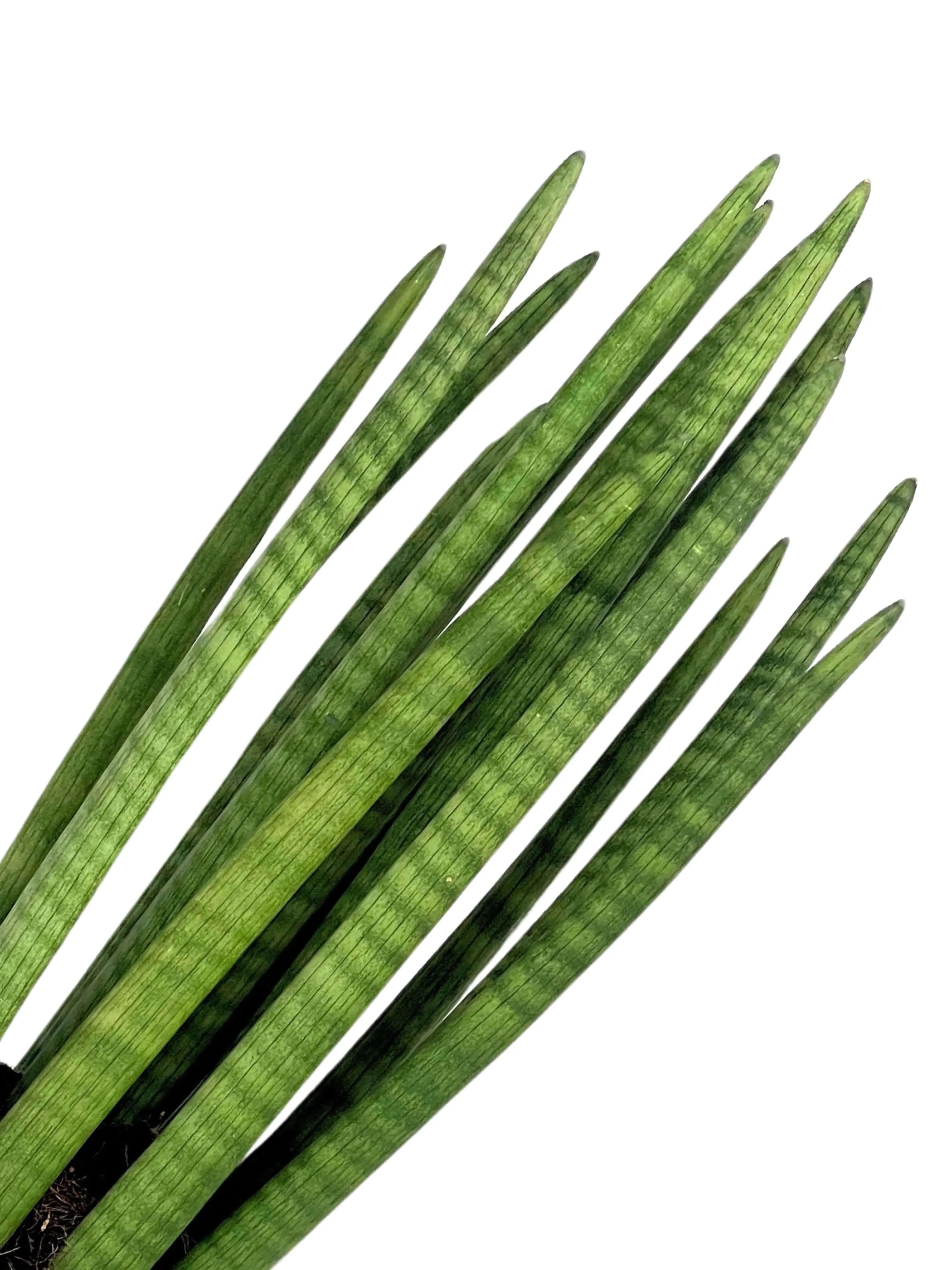 Sansevieria Cylindrica Candle - Altezza Pianta 65 cm