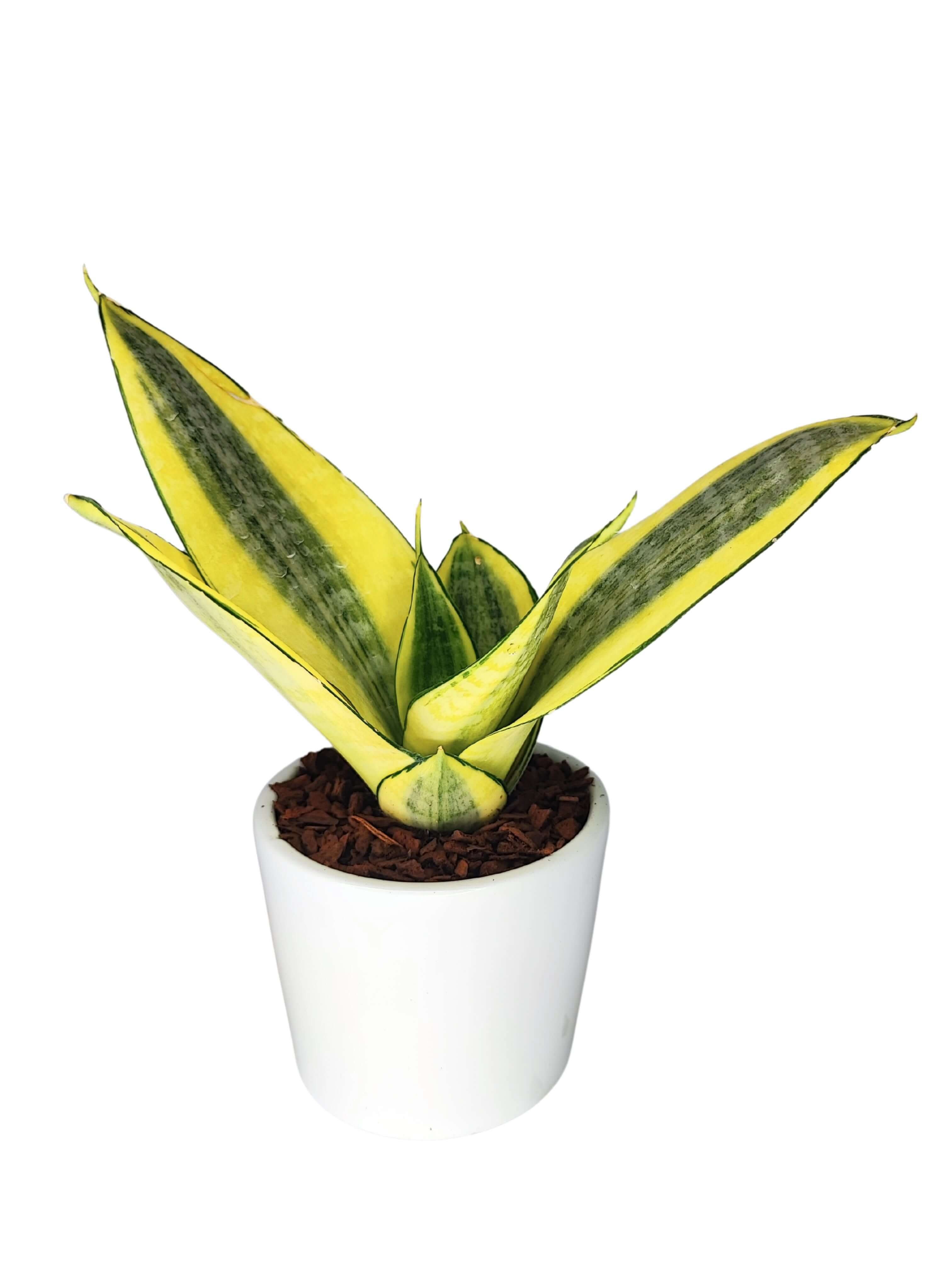 Sansevieria Golden Hahnii  Altezza Pianta 15 cm