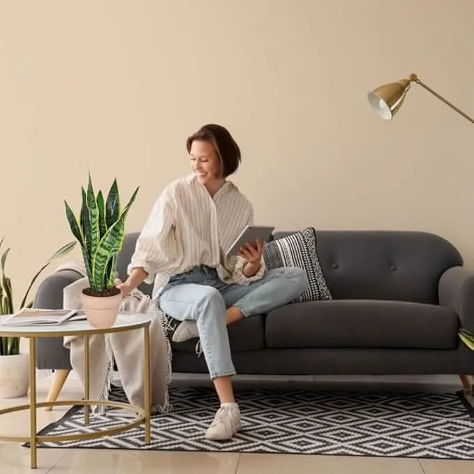 Sansevieria Laurentii - Altezza Pianta 40 cm