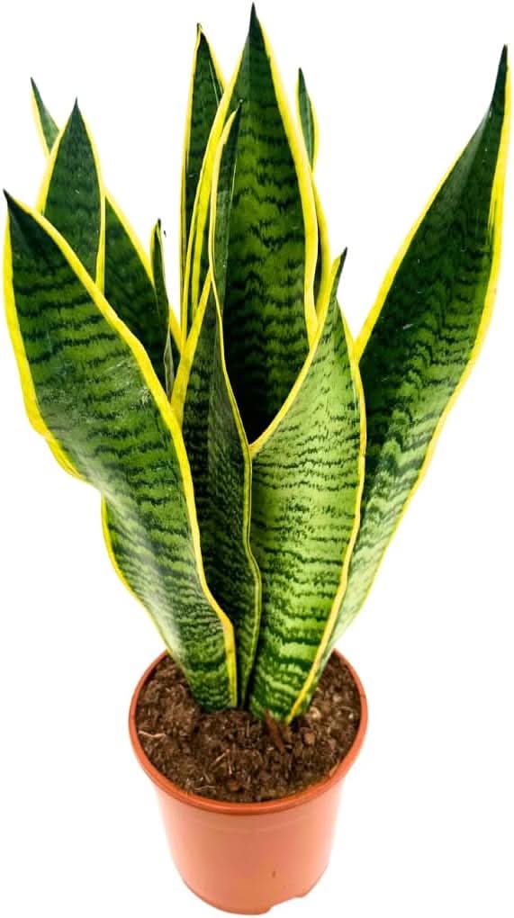 Sansevieria Laurentii - Altezza Pianta 35 cm
