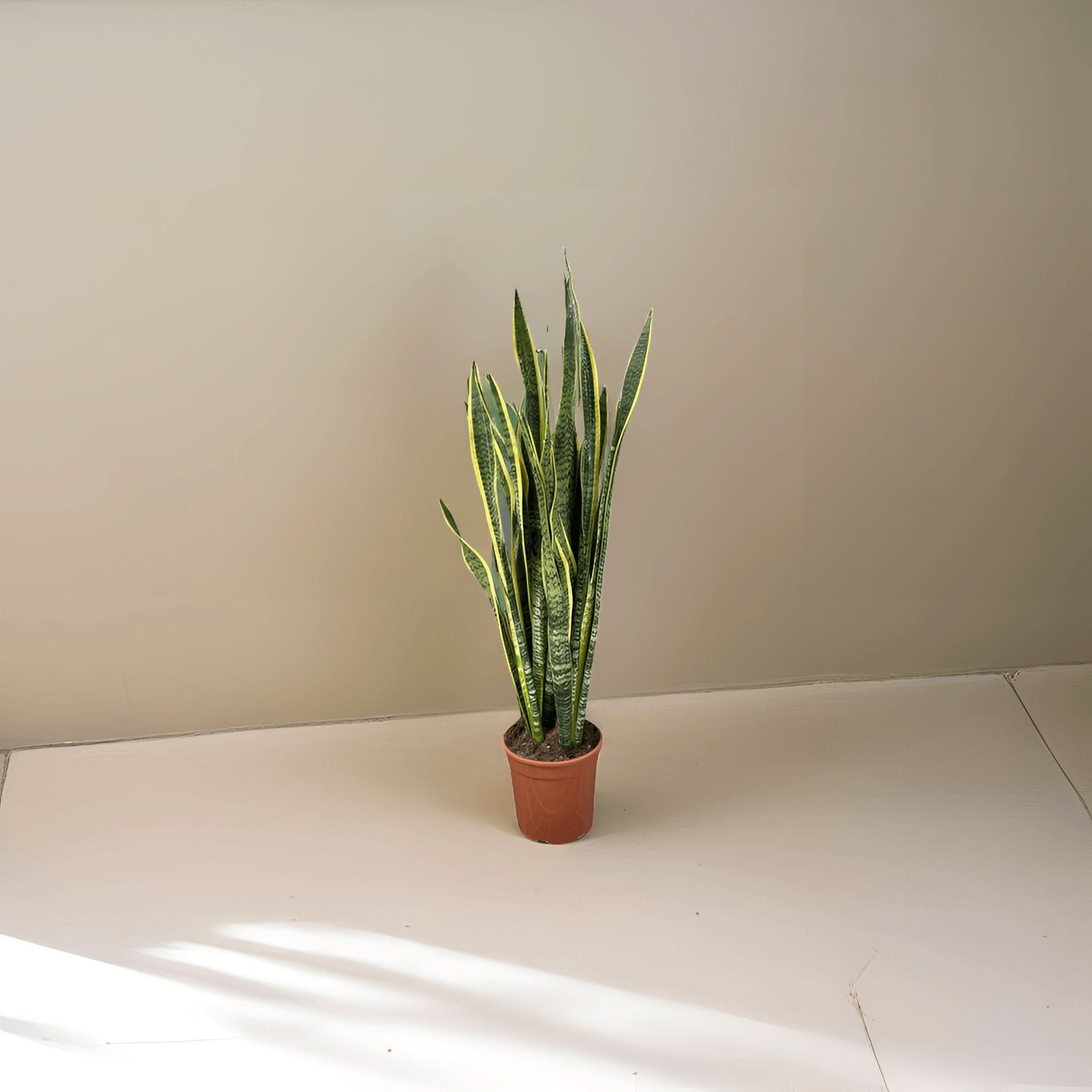 Sansevieria Laurentii Extra  Altezza Pianta 120 cm