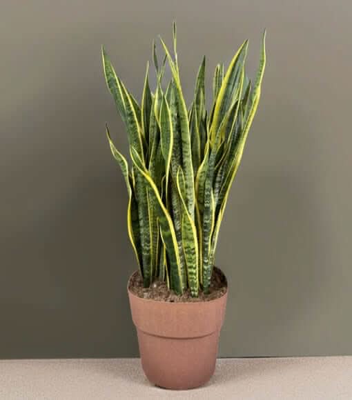 Sansevieria Laurentii - Pianta Alta 130 cm, Vaso con Riserva d'Acqua Diametro