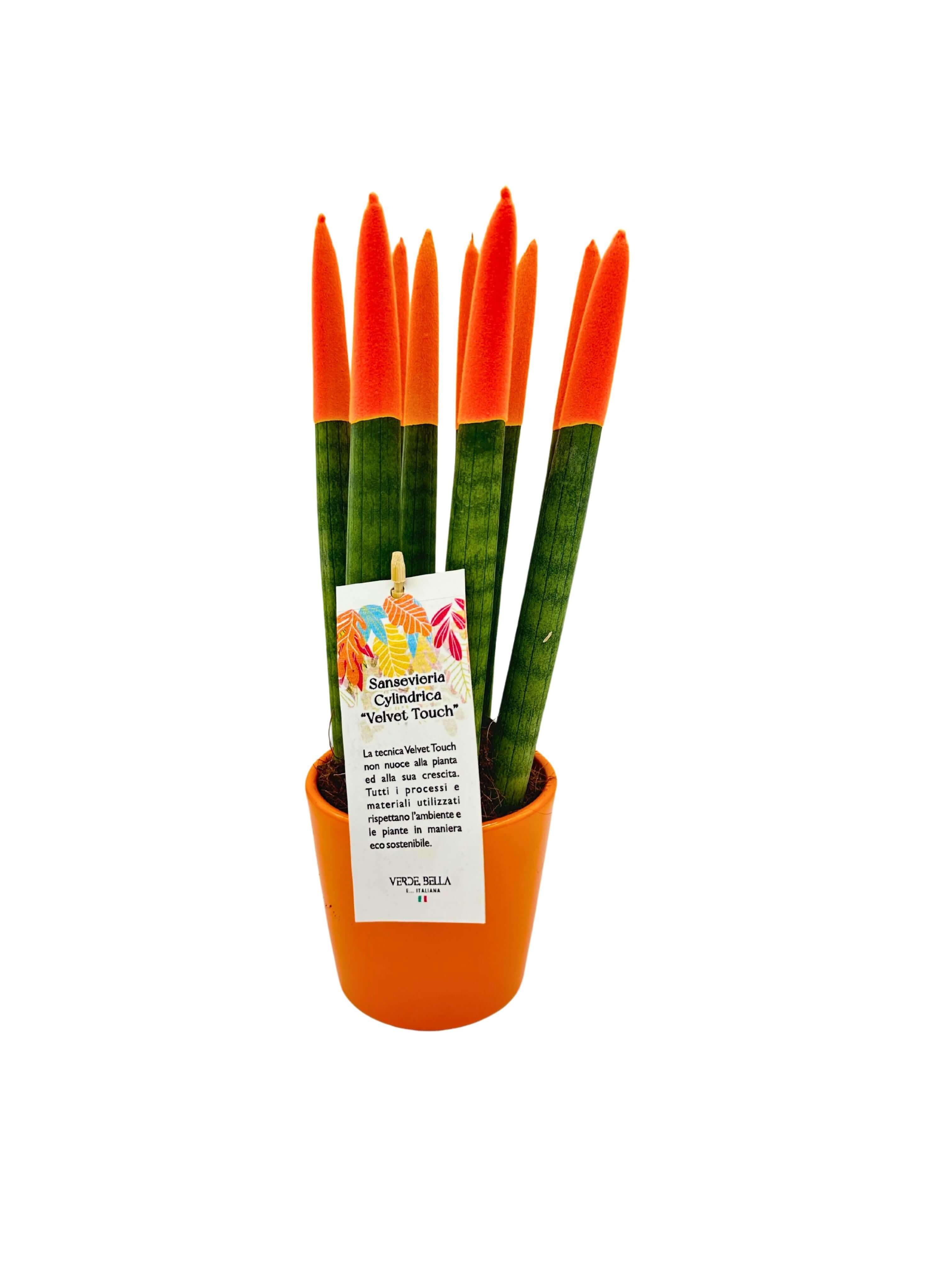 Sansevieria Velvet Touch