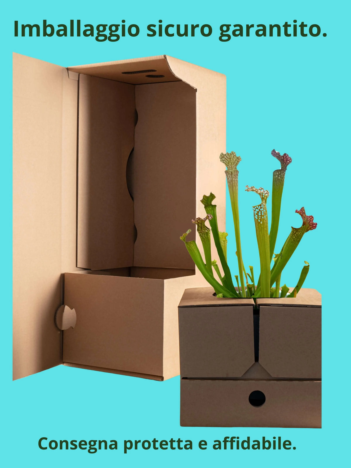 Sarracenia - Pianta Carnivora D.13 H.20 cm