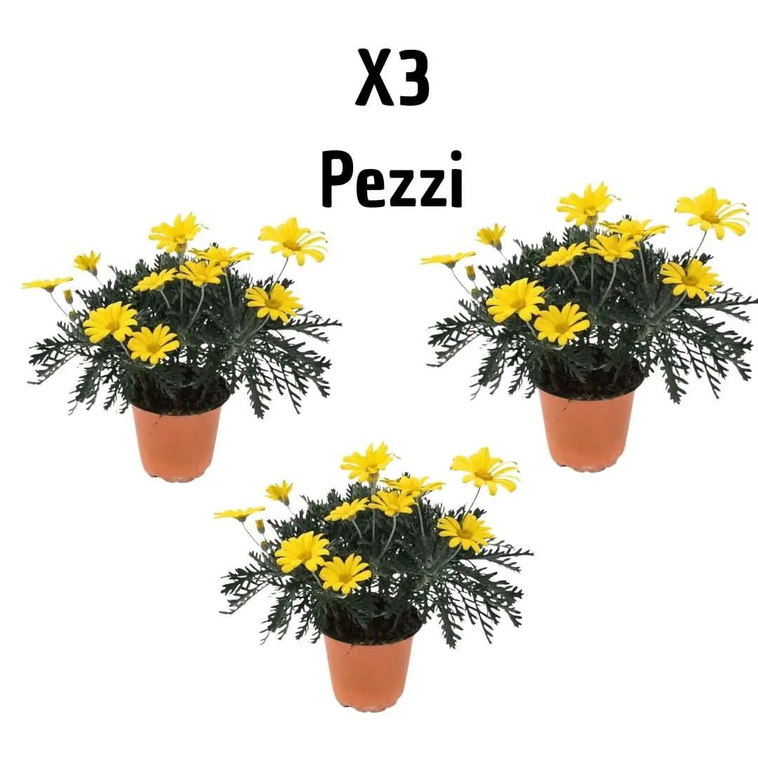Set piante di Euryops D. 14 cm H. 30 cm