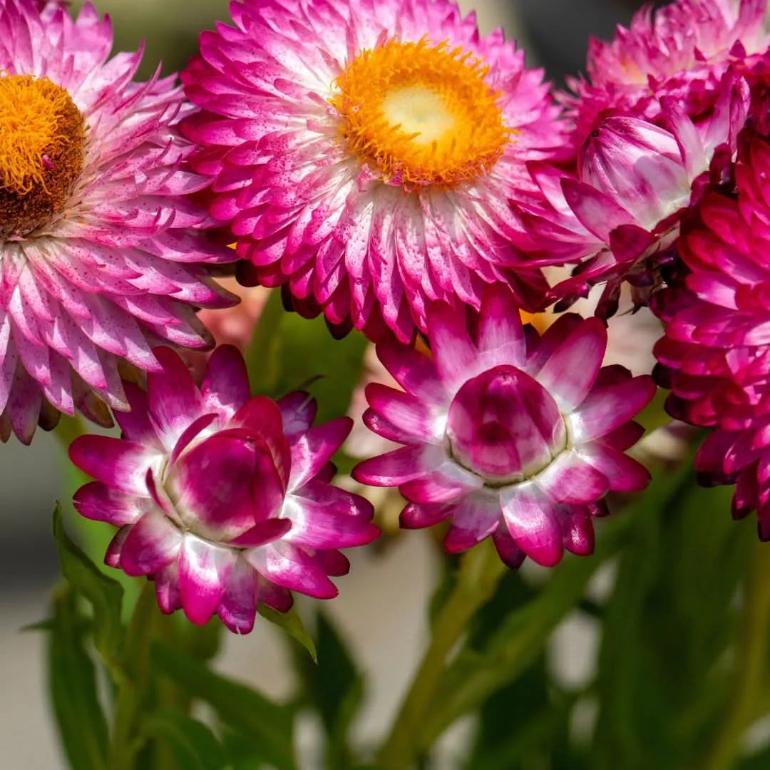 Set 3 piante di Helichrysum