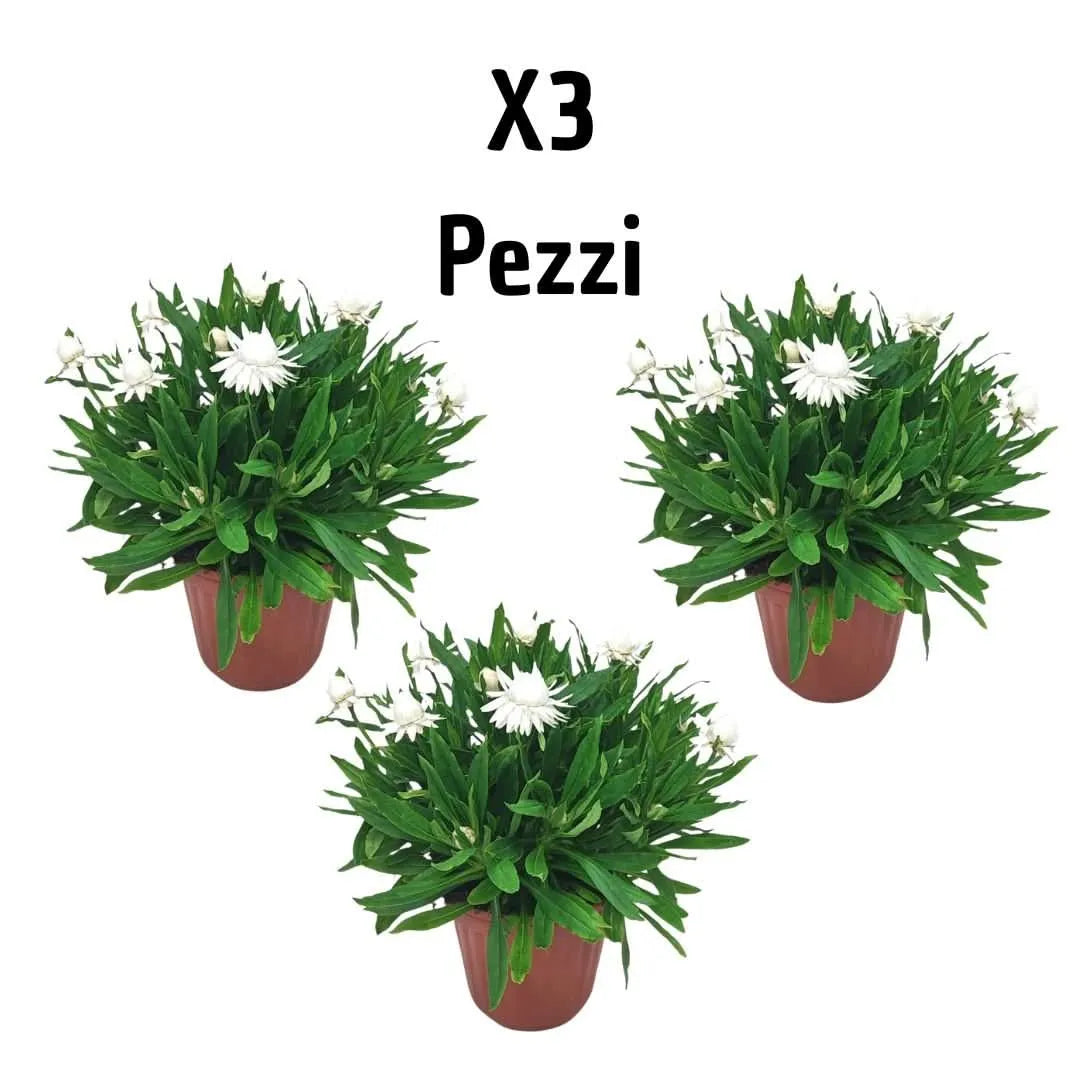 Set 3 piante di Helichrysum