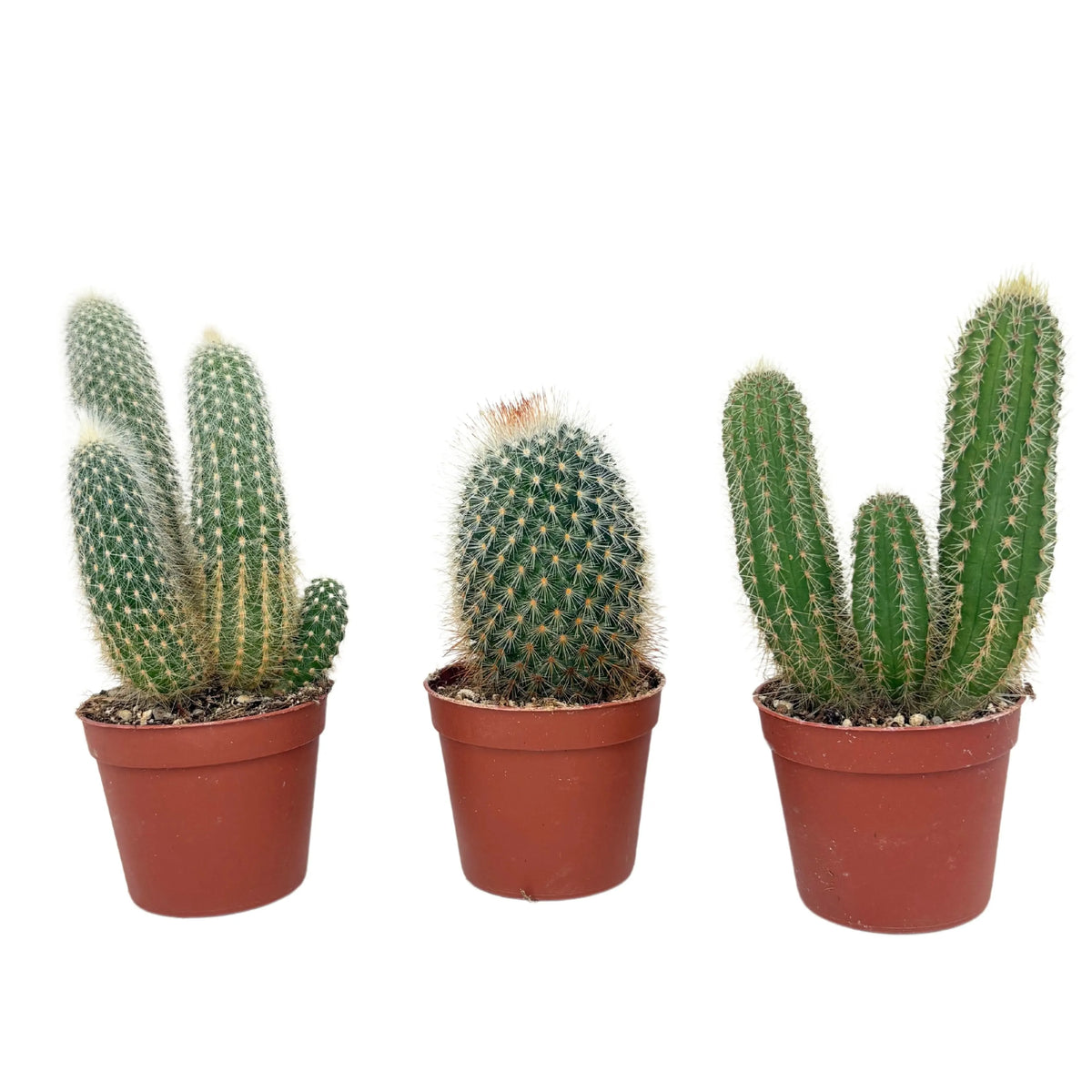 Set 3 Piantine Grasse D. 6.5 cm