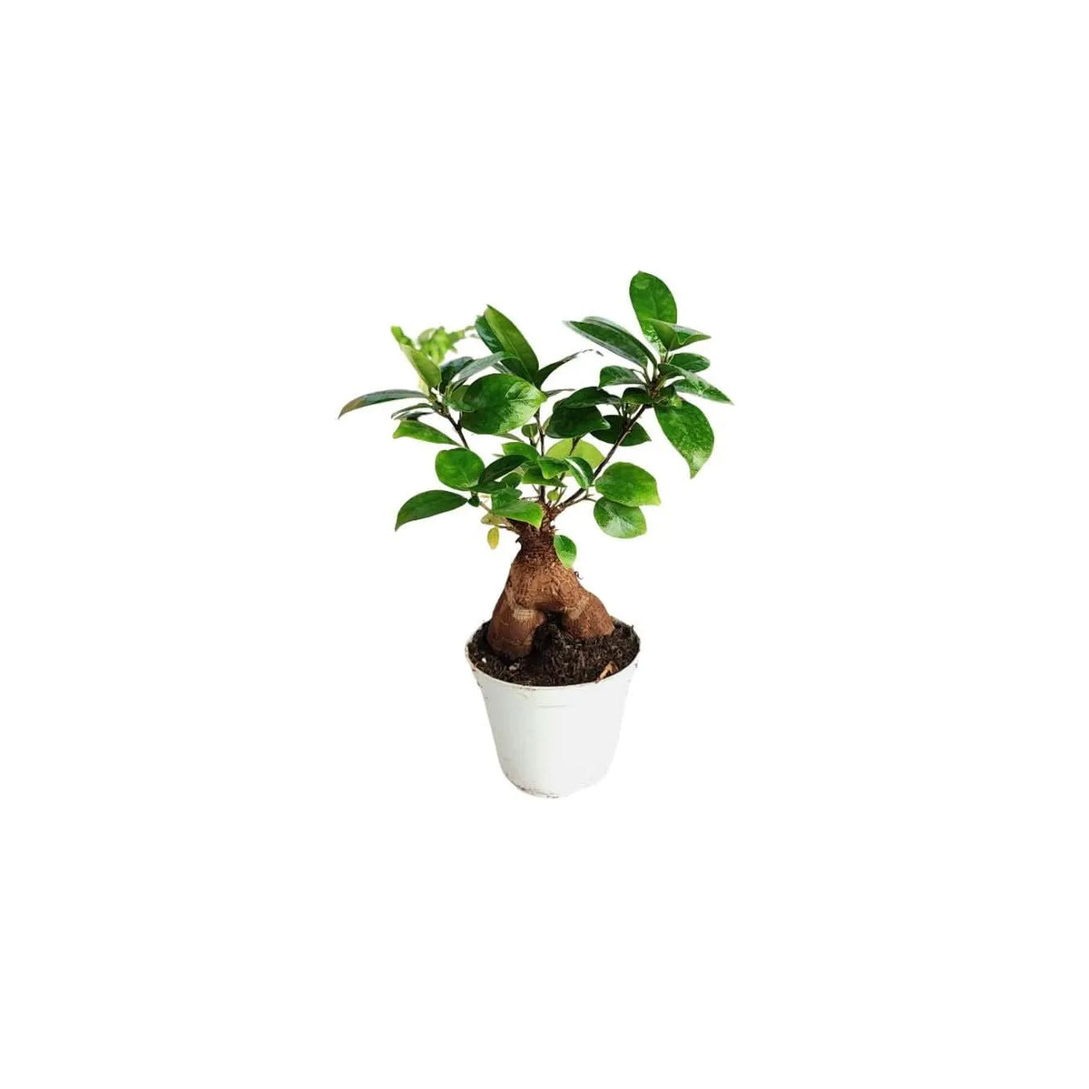 Set 4 piantine con bonsai ficus ginseng