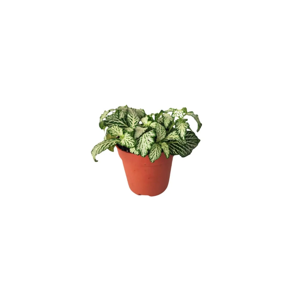 Set 4 piantine con bonsai ficus ginseng
