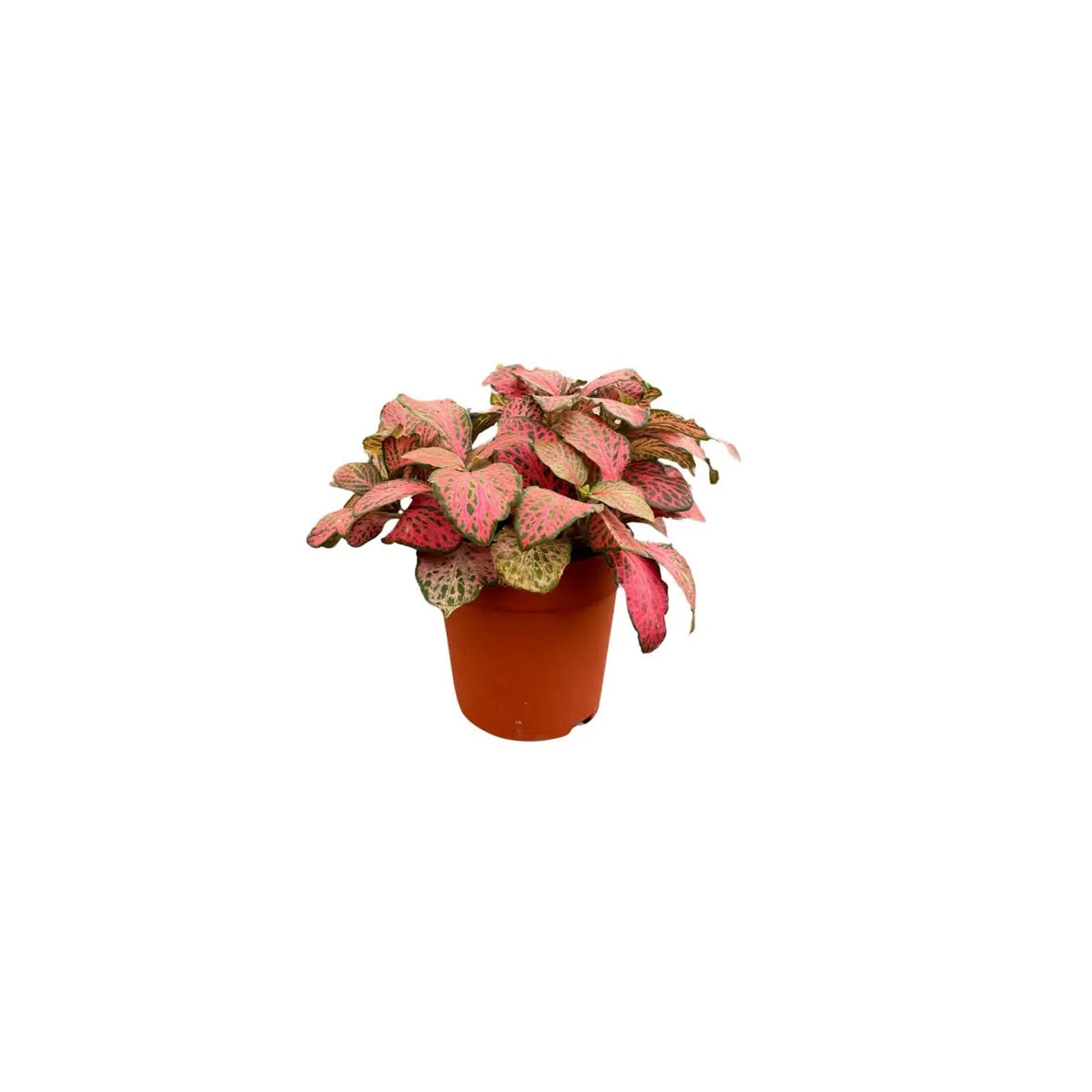 Set 4 piantine con bonsai ficus ginseng