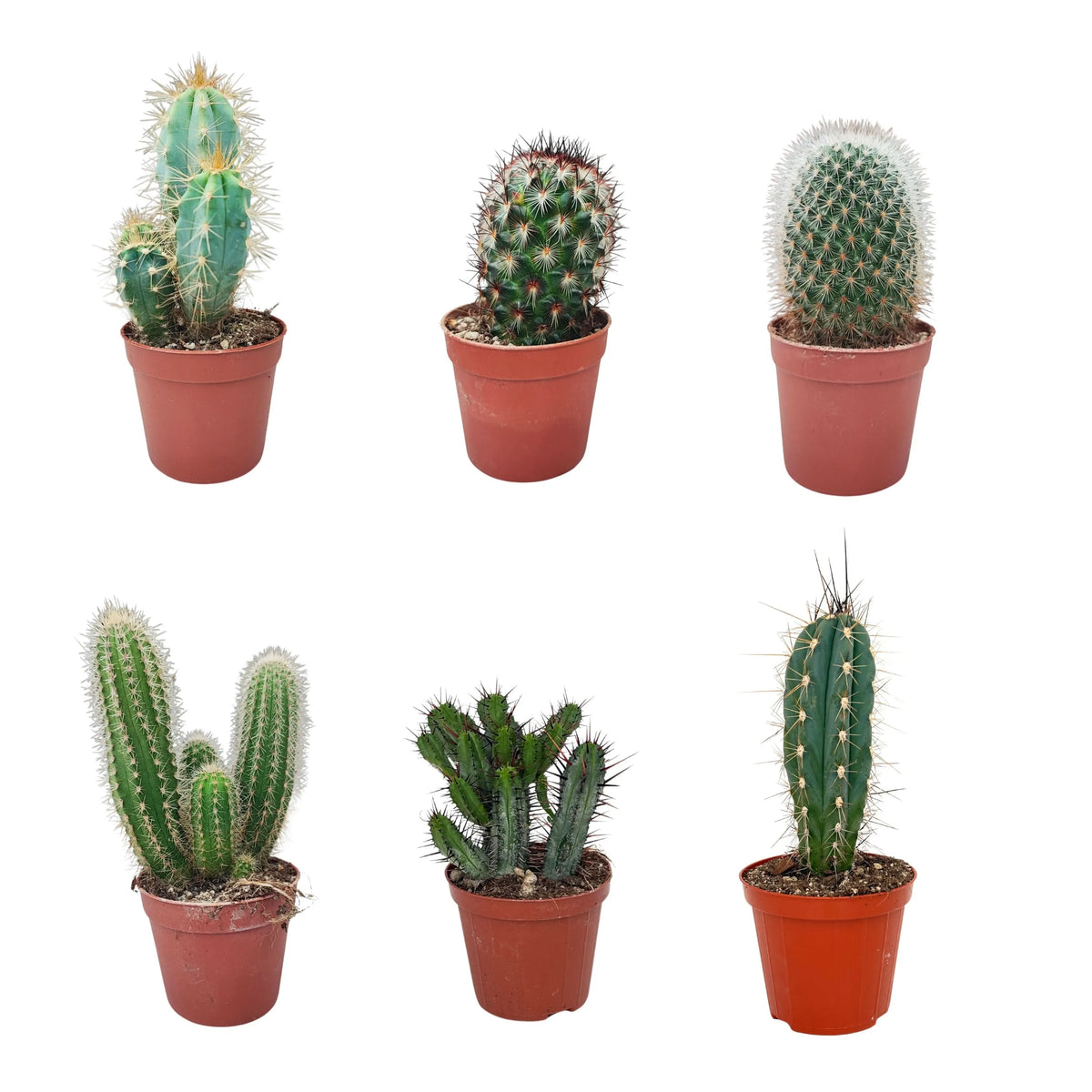 Set 6 Piantine Grasse D. 6.5 cm