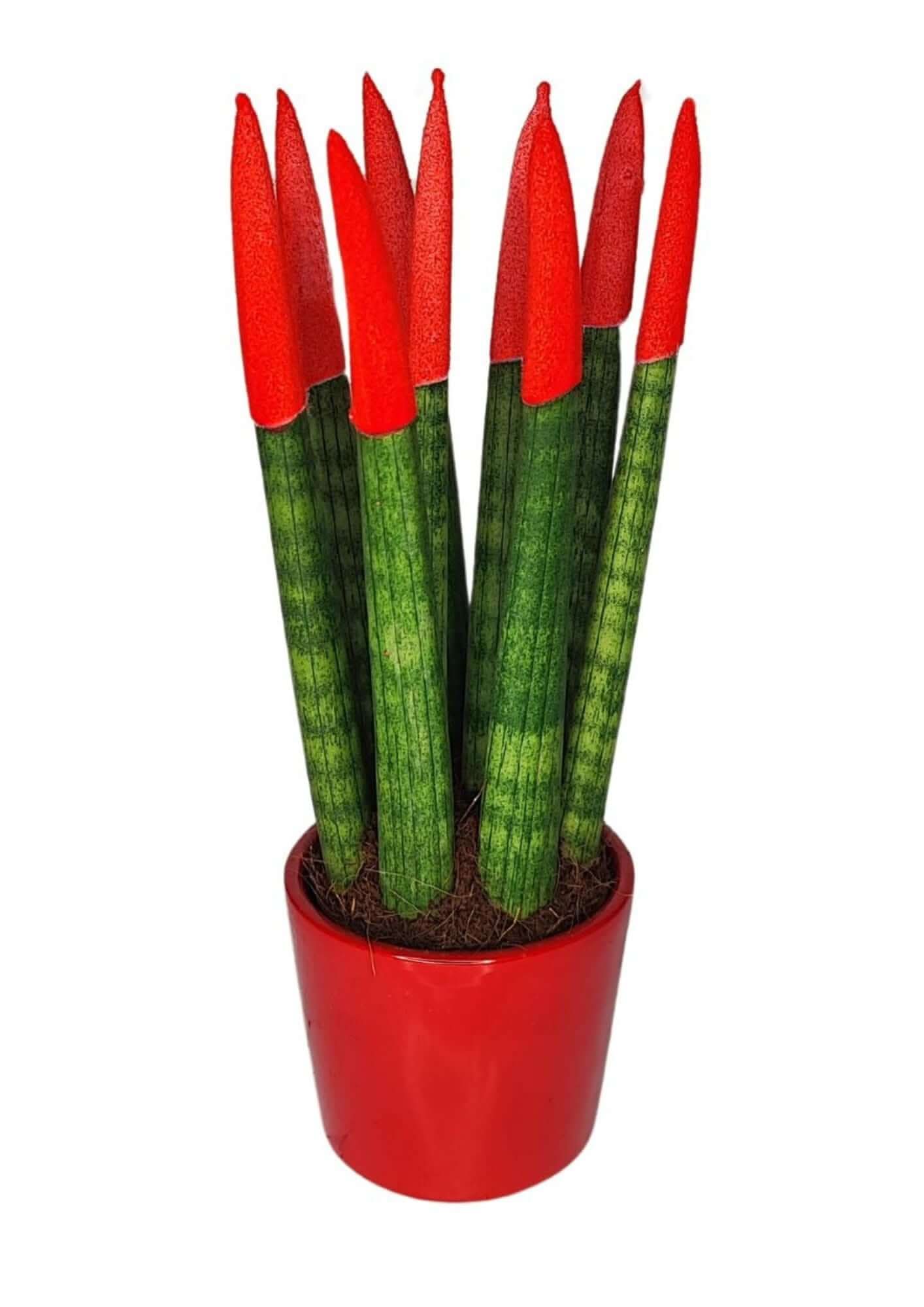Set di 7 Sansevieria punte di velluto  in Vaso di Ceramica