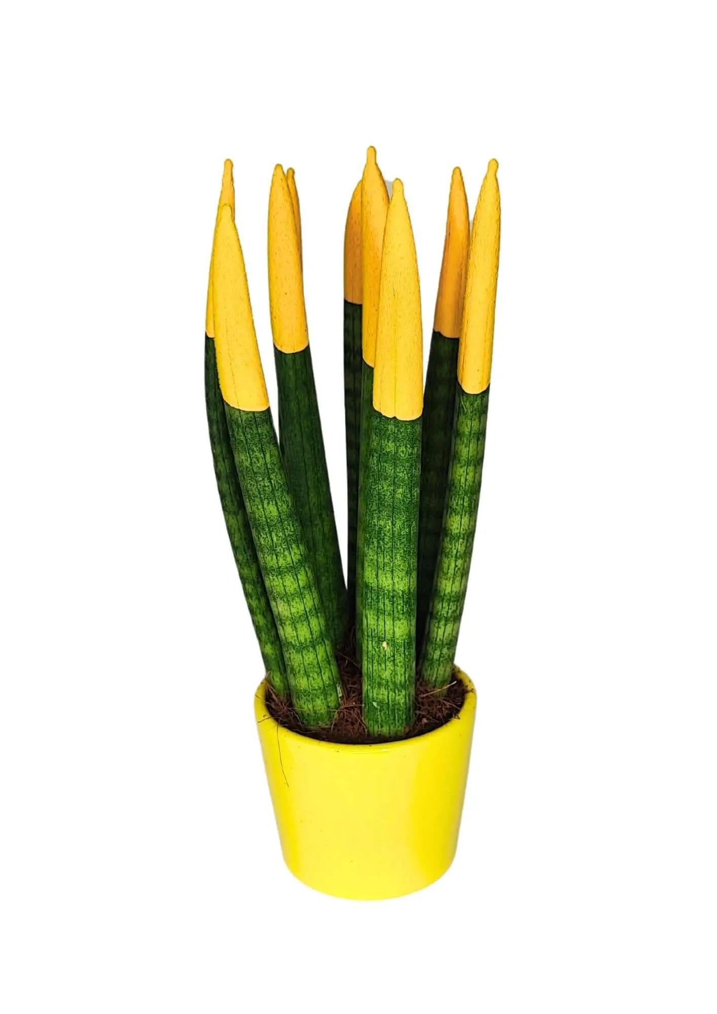 Set di 7 Sansevieria punte di velluto  in Vaso di Ceramica