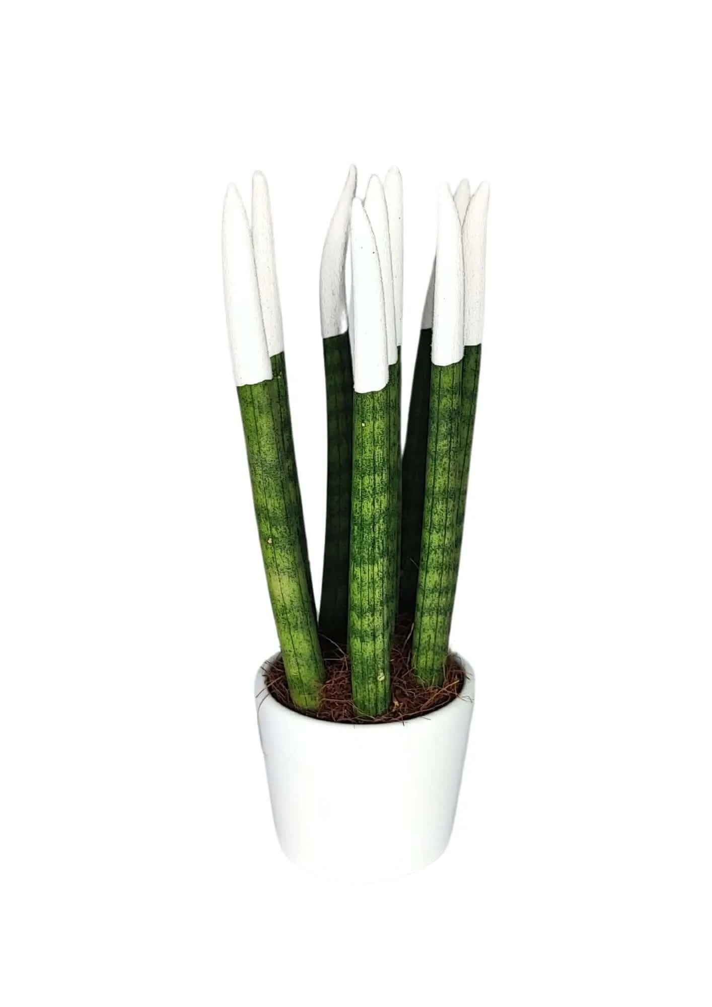 Set di 7 Sansevieria punte di velluto  in Vaso di Ceramica