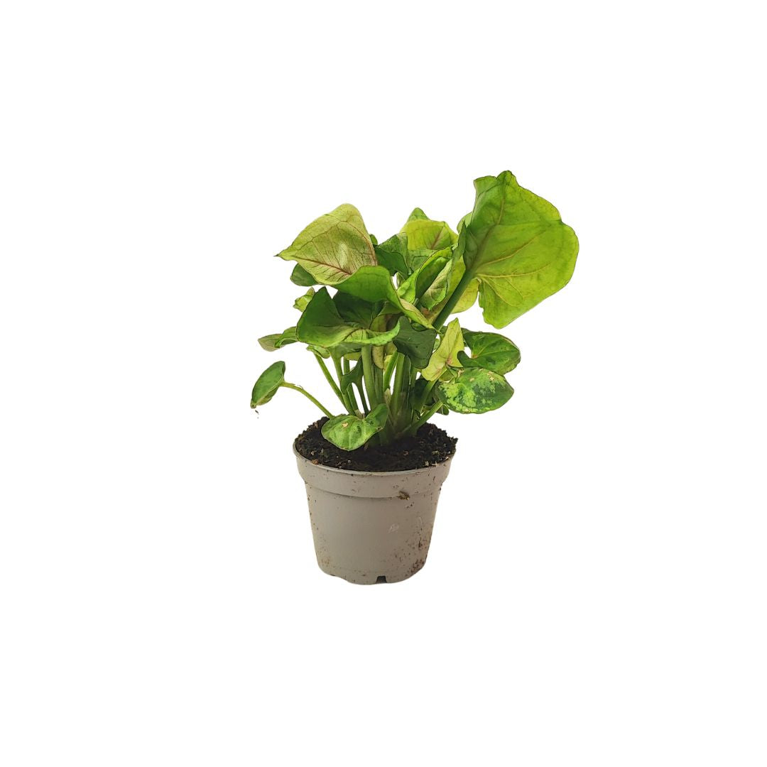 Set di 5 piantine per terrarium