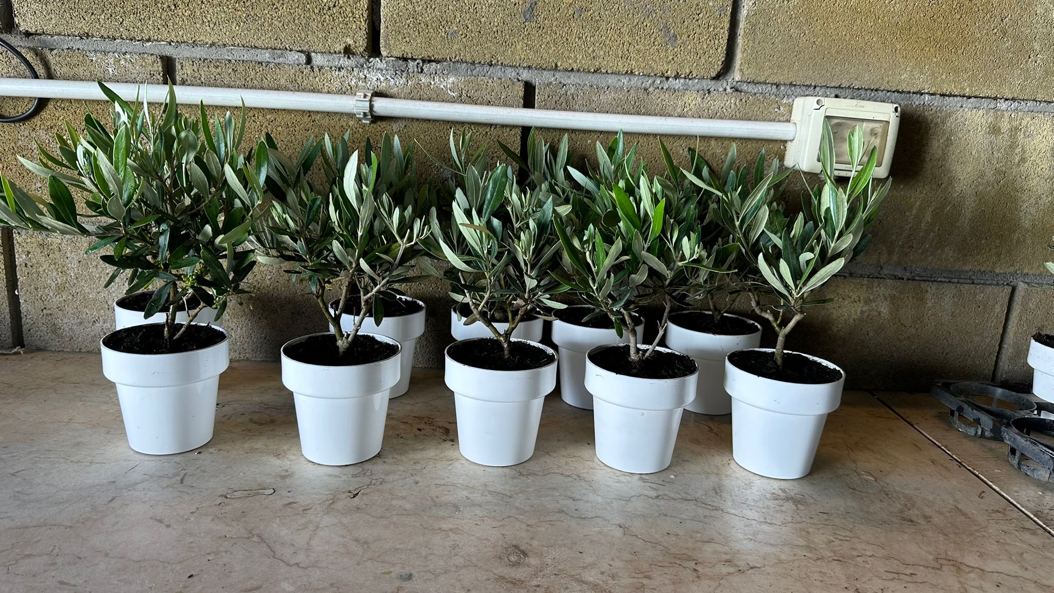 Bomboniera con olivo Bonsai e olio extravergine bio Primus