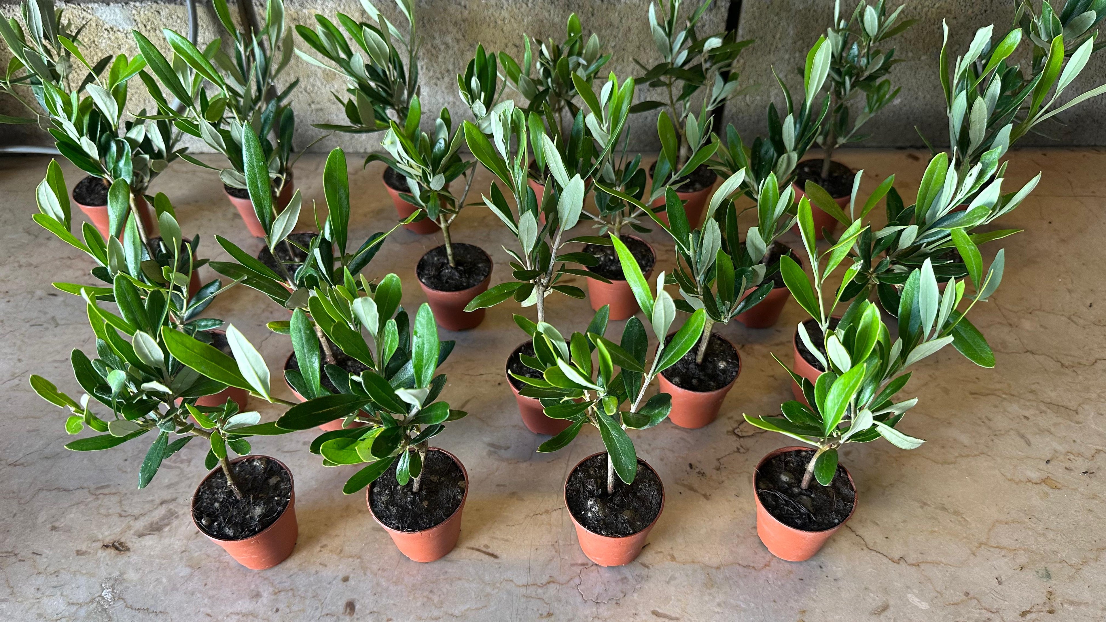 Set mini Piantine bomboniere v5,5cm/v6,5cm simil Bonsai di Ulivo cipressino CERTIFICATE