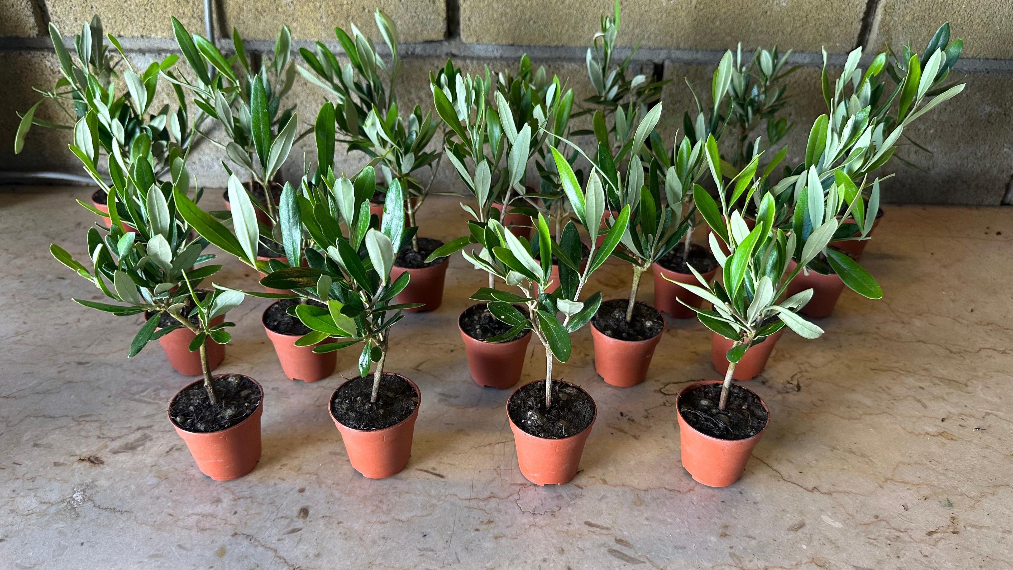 Set mini Piantine bomboniere v5,5cm/v6,5cm simil Bonsai di Ulivo cipressino CERTIFICATE