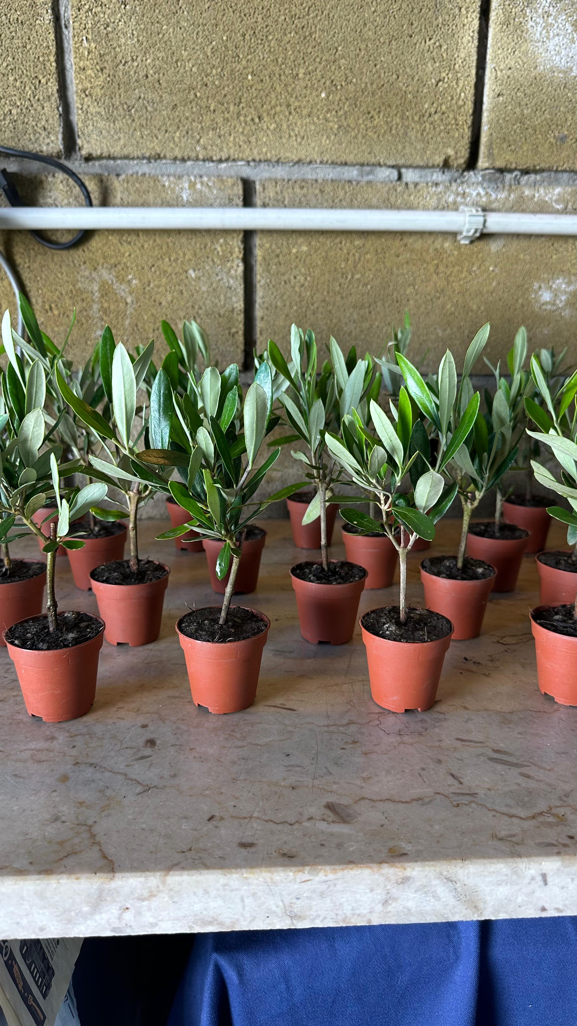 Set mini Piantine bomboniere v5,5cm/v6,5cm simil Bonsai di Ulivo cipressino CERTIFICATE