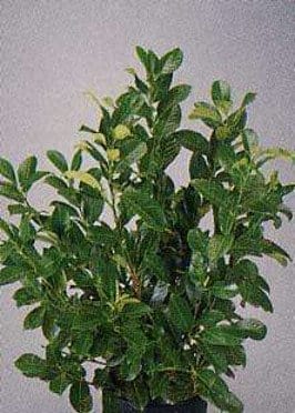 Siepe Lauroceraso - v. 15 cm - h.1 metro