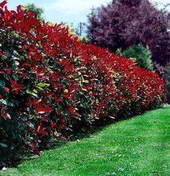 Siepe Photinia Red Robin - v. 15 cm - h 70-80 cm