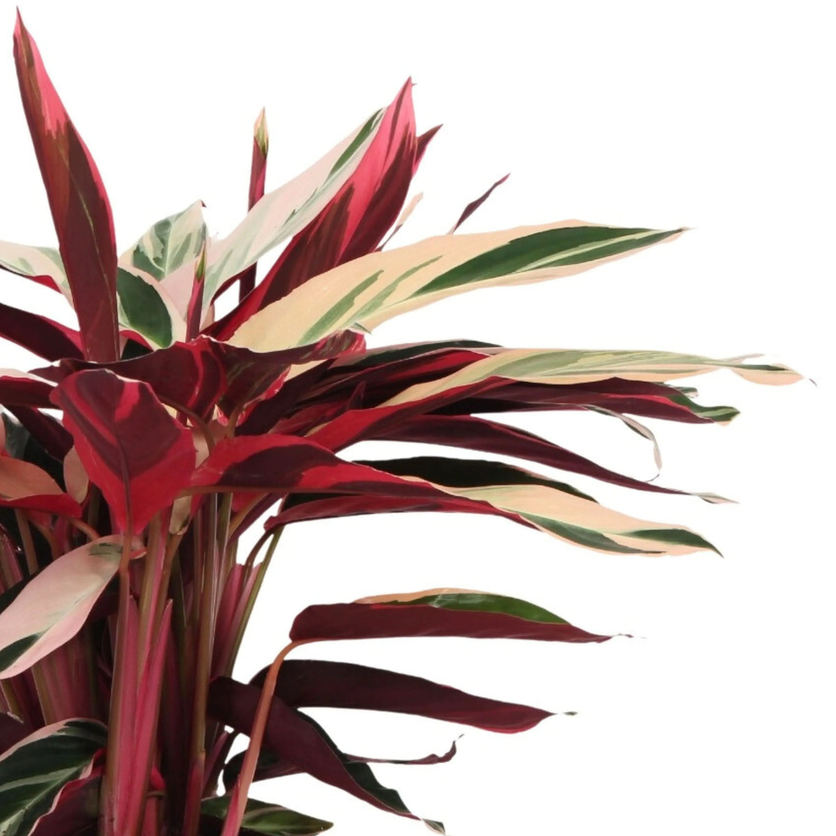Stromanthe 'Triostar' D. 19 cm H. 80 cm SO