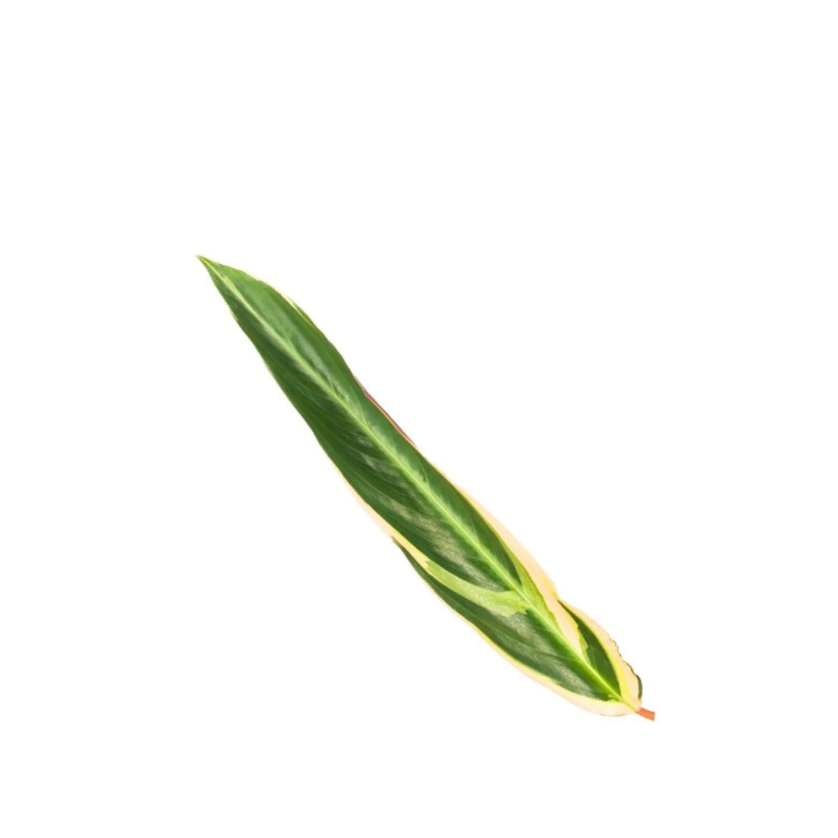 Stromanthe 'Triostar' D. 19 cm H. 80 cm SO