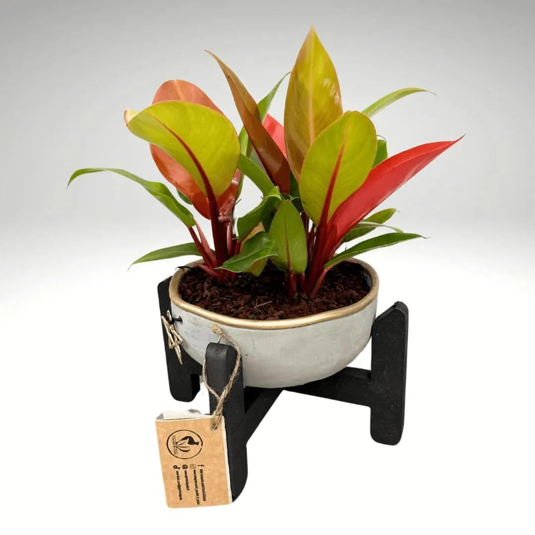 Supporto elegante Nero per Piante H.15 cm