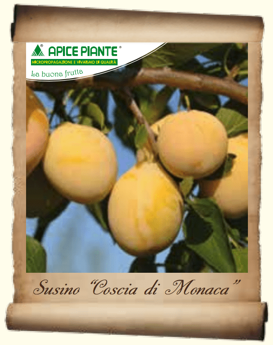 Susino Coscia di Monaca (Varietà Antica) - v. 20 cm - Apice Piante