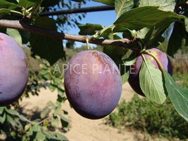 Susino President - V. 20 cm - Apice Piante