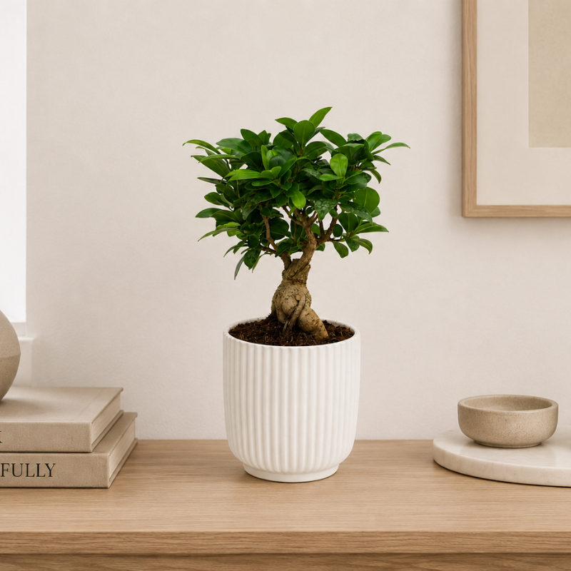 Bonsai ficus ginseng in vaso ceramica Pitti D.12 H.30 cm